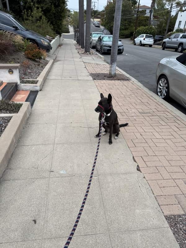 A picture of a black dog named Bowie sitting, taken on September 13 2025 at 6:39 am
